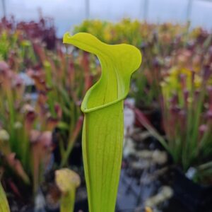 S. alata MK A47 (Tall green pitchers, No veining, West Louisiana)