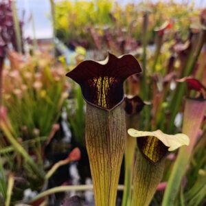 S. alata var rubrioperculata MK A59 (Large, maroon throat)