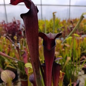 S. alata 'Night' (Original Clone)