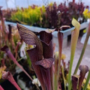 S. alata var nigropurpurea