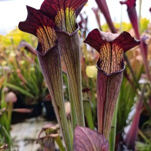 S. alata 'Red Throat, Strongly Veined, Very Pubescent !'