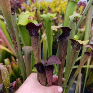 S. alata Purple Tube, Carnivoria