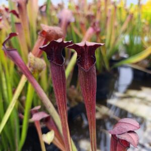 S. alata Red Throat, Outside red (All red), Carnivoria