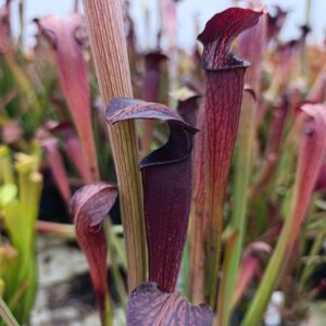 S. alata Dark Throat, Stone CO., from wild seeds