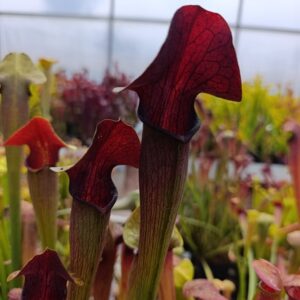 S. alata 'Very tall, wide lids, very dark' Carnivoria