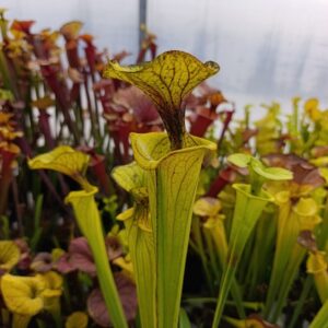 S. flava 'Giant, Hardy Clone' C.Klein