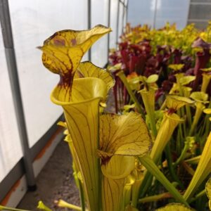 S. flava 'Hanstead'