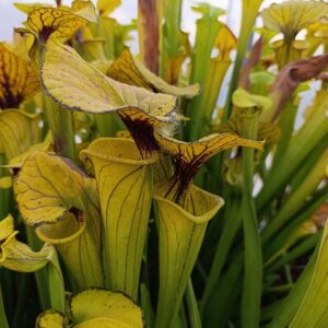 S. flava (Honey Suckle Road, C.Klein)