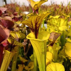 S. flava 'Maxima' (ex Adrian Slack 2010)