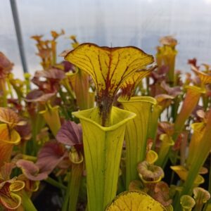 S. flava 'Giant' (Pender CO.)