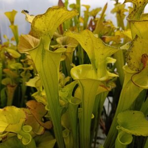 S. flava 'Beautiful Yellow Pitchers' (PW64)