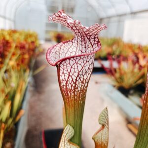 S. leucophylla L 38C, M.Srba (Splinter Hill, AL)