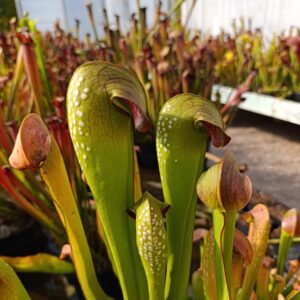 S. minor var okeefenokensis MK M18 (Giant, ex Alastair Culham)