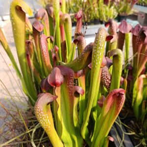 S. minor var okeefenokensis MK M8 (Lois Glasss clone)