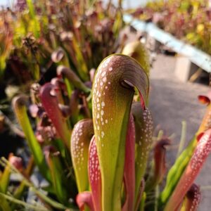 S. minor var okeefenokensis (Very tall,closed pitchers, Okeefenokee Swamp, GA)