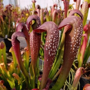 S. minor 'Red Form' (Real red clone, flowers are also reddish!)