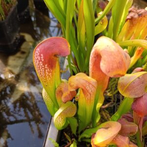 S. minor 'Short,Robust clone', Carnivoria
