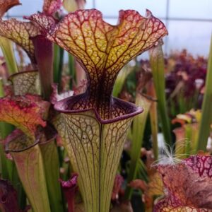 S. oreophila x leucophylla, 'Giant'