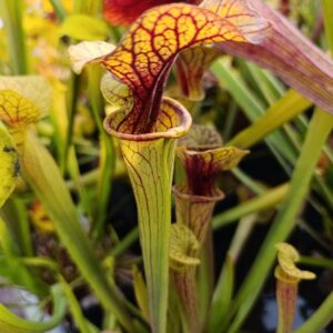 S. flava ornata 'Super Ornata' (MK F201)