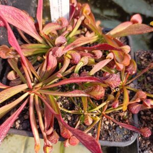 S. psittacina 'Black Flower' X Self