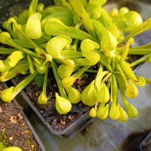 S. psittacina 'Heterophylla, Dwarf form' (Wewahitchka, FL)