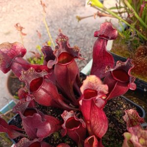 S. purpurea 'EM'