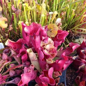 S. purpurea 'Ewelina' (Lipless)