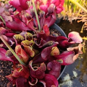 S. purpurea (Lake Huron)