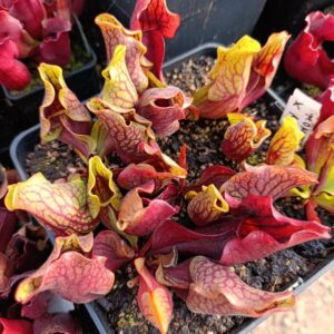 S. purpurea montana KPC X MK PV19