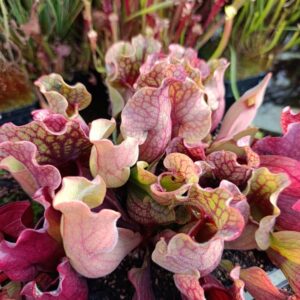 S. purpurea 'Sylwia'
