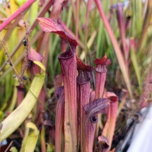 S. rubra ssp. gulfensis Red (Dark red pitchers, Dark red flowers, Yellow River)