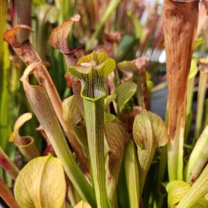 S. rubra ssp. jonesii McClure's Bog, NC