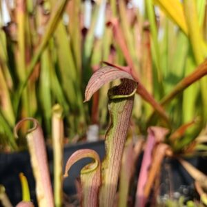 S. rubra 'Long Lid', North Carolina