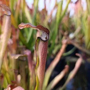 S. rubra 'Very Long Lid' (Brunswick CO., NC)