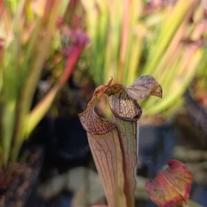 S. rubra ssp. viatorum Lexington CO., SC