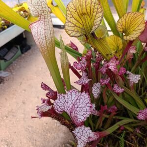 S. X 'Charmaine'