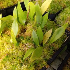 U. alpina x campbelliana