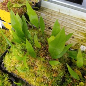 U. endresii (Pure species!)