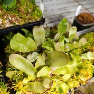 U. longifolia 'U.longifolia 'Serra do Almas'