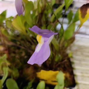 U. alpina x humboldtii (Nudlinger Flair)
