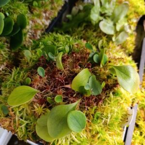 U. quelchii 'Auyan Tepui'