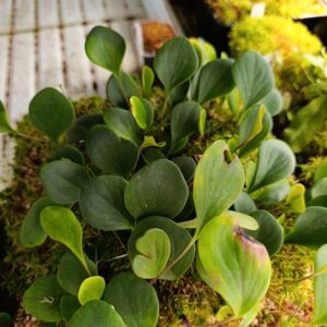 U. quelchii 'Illu Tepui'