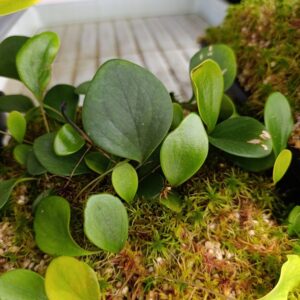 U. quelchii 'Mt. Roraima'