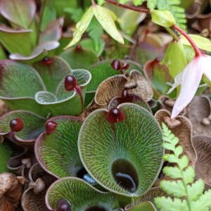 23.11.2023 Heliamphora pulchella Chimanta Tepui