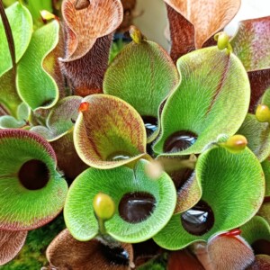 Heliamphora minor var pilosa Giant, Auyan Tepui