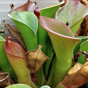 Heliamphora sp Bonnetia Forest