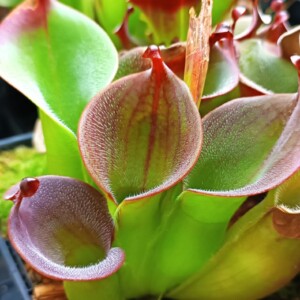 Heliamphora ciliata