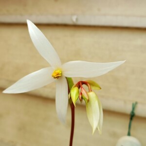 Heliamphora flower