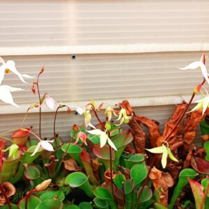 Heliamphora flowers
